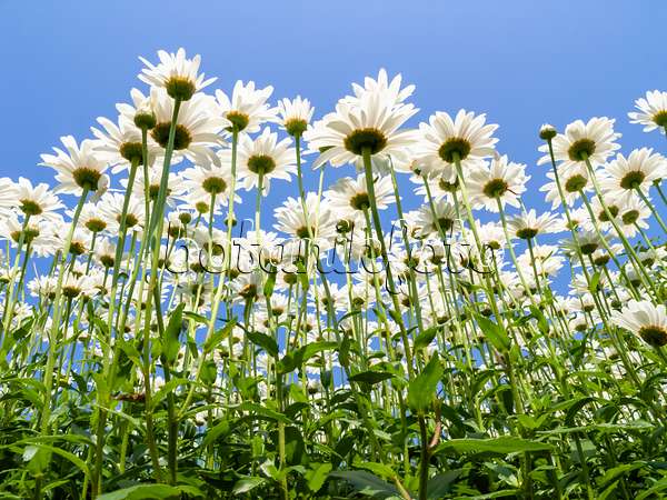 427169 - Giant daisy (Leucanthemum maximum)