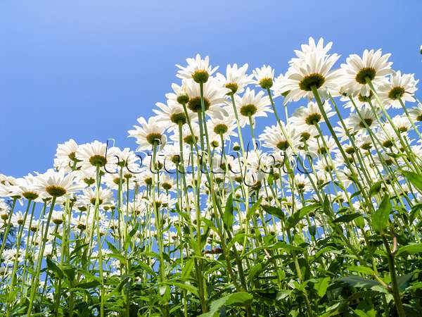 427170 - Giant daisy (Leucanthemum maximum)
