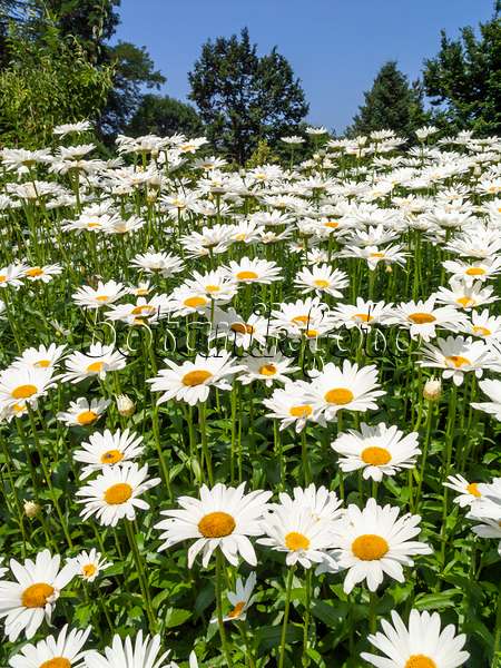 427171 - Giant daisy (Leucanthemum maximum)