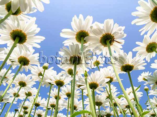 427172 - Giant daisy (Leucanthemum maximum)