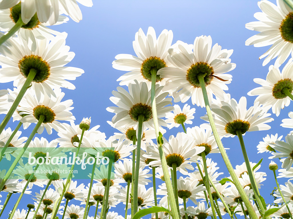 427172 - Giant daisy (Leucanthemum maximum)