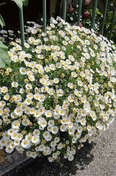 533020 - Giant daisy (Leucanthemum maximum)
