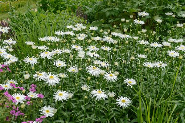 547165 - Giant daisy (Leucanthemum maximum 'Christine Hagemann')