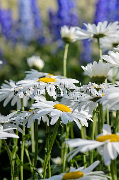522020 - Giant daisy (Leucanthemum maximum 'Firnglanz')