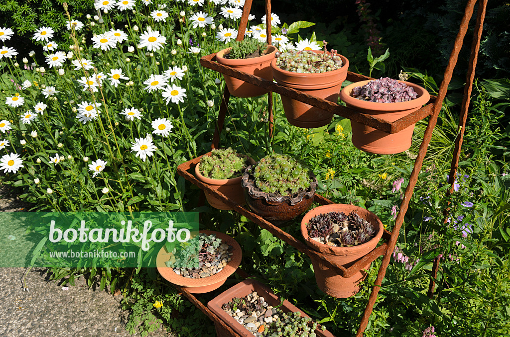 522048 - Giant daisy (Leucanthemum maximum) and houseleek (Sempervivum) in flower pots on a rusty etagere