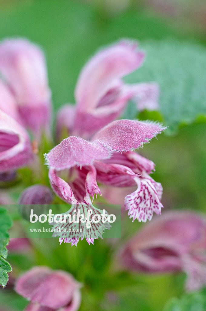 471244 - Giant dead nettle (Lamium orvala)