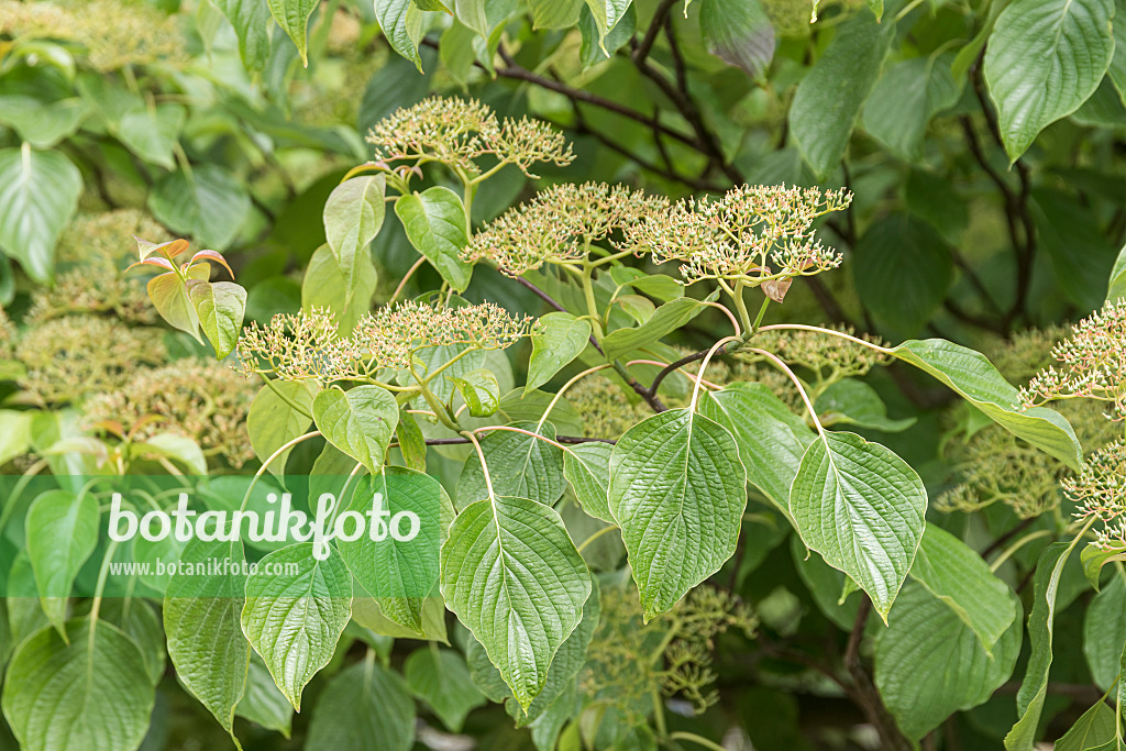 625163 - Giant dogwood (Cornus controversa)