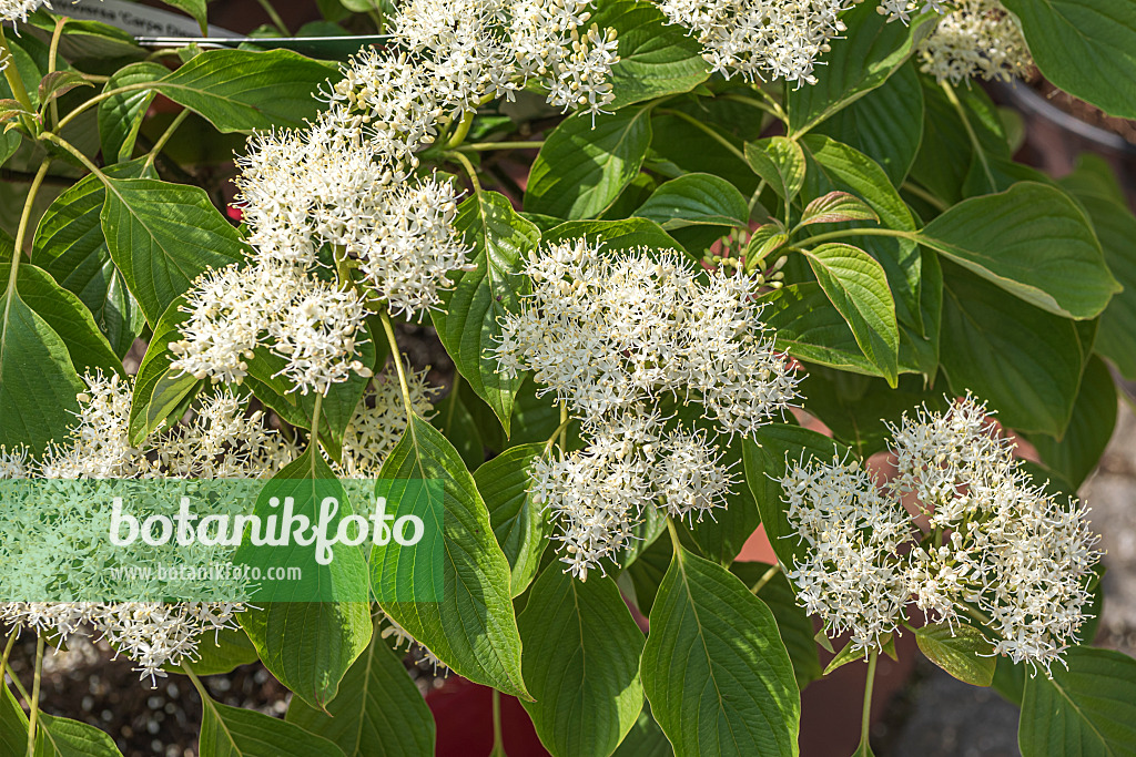 638060 - Giant dogwood (Cornus controversa 'Carpe Diem')