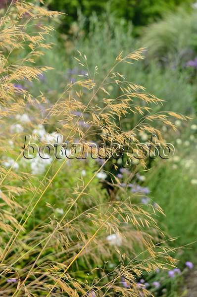 523135 - Giant feather grass (Stipa gigantea)