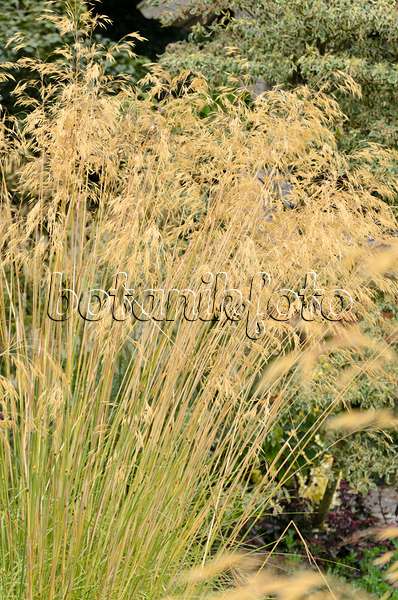 571042 - Giant feather grass (Stipa gigantea)