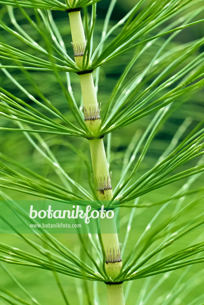 367003 - Giant horsetail (Equisetum telmateia)