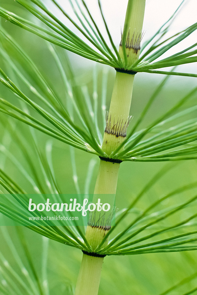 367004 - Giant horsetail (Equisetum telmateia)