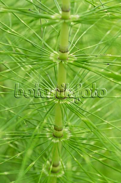 510029 - Giant horsetail (Equisetum telmateia)