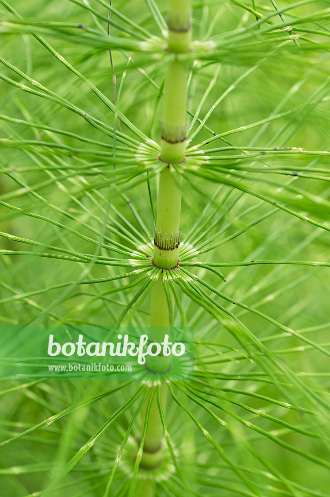 510029 - Giant horsetail (Equisetum telmateia)