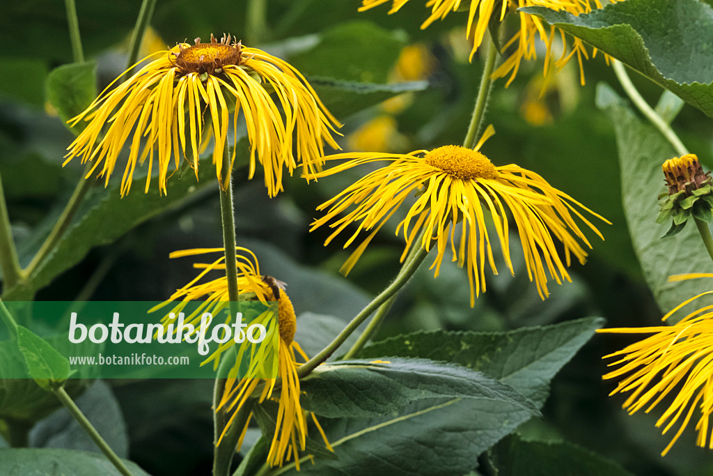 428255 - Giant inula (Inula magnifica)