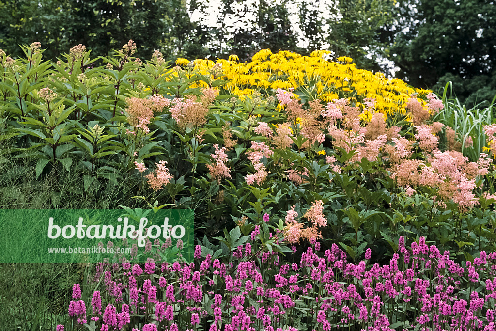 428273 - Giant inula (Inula magnifica 'Sonnenstrahl'), queen of the prairie (Filipendula rubra 'Venusta Magnifica') and common betony (Stachys monnieri 'Hummelo')