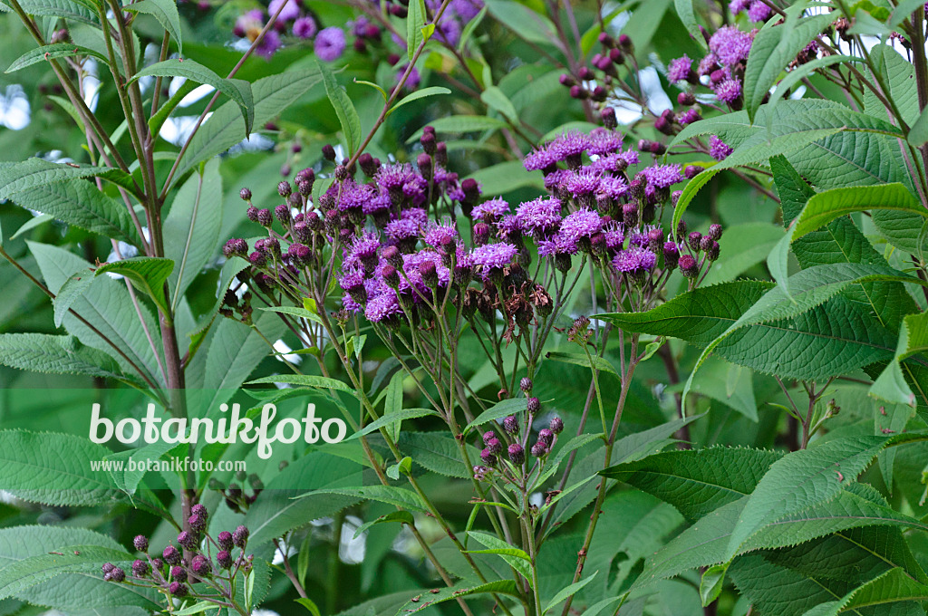 488032 - Giant ironweed (Vernonia arkansana syn. Vernonia crinita)