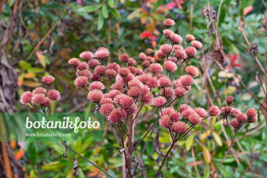 576028 - Giant ironweed (Vernonia arkansana syn. Vernonia crinita)