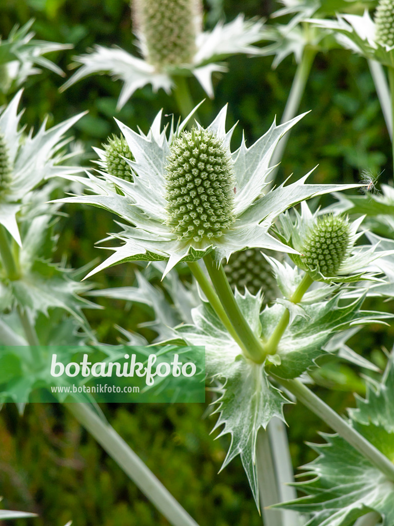 450021 - Giant sea holly (Eryngium giganteum)