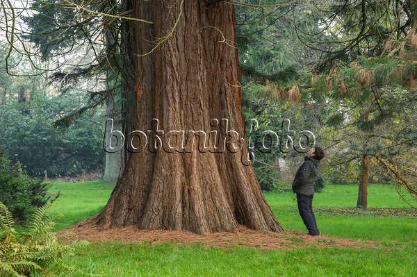 535431 - Giant sequoia (Sequoiadendron giganteum)