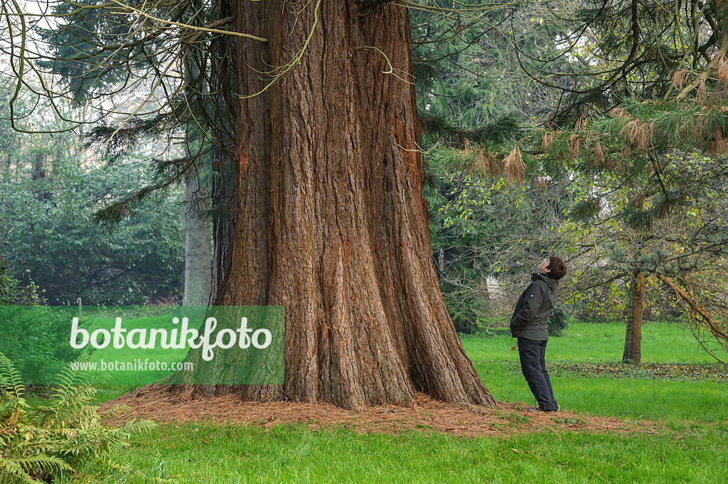 535431 - Giant sequoia (Sequoiadendron giganteum)