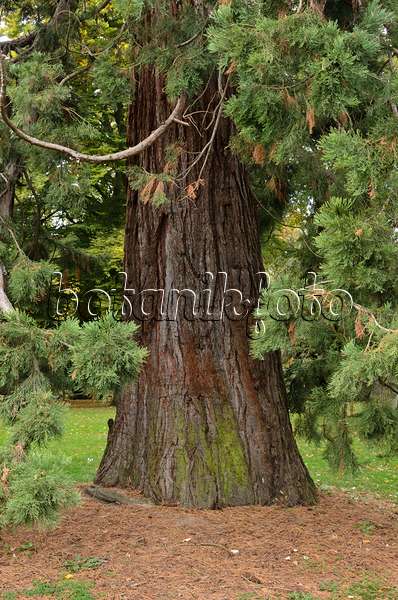 549123 - Giant sequoia (Sequoiadendron giganteum)