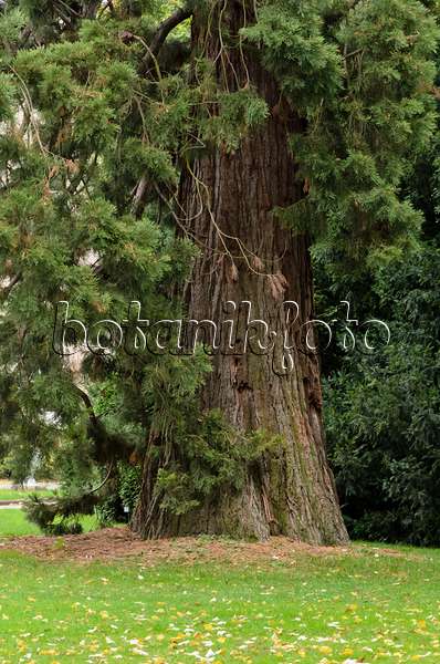 549143 - Giant sequoia (Sequoiadendron giganteum)