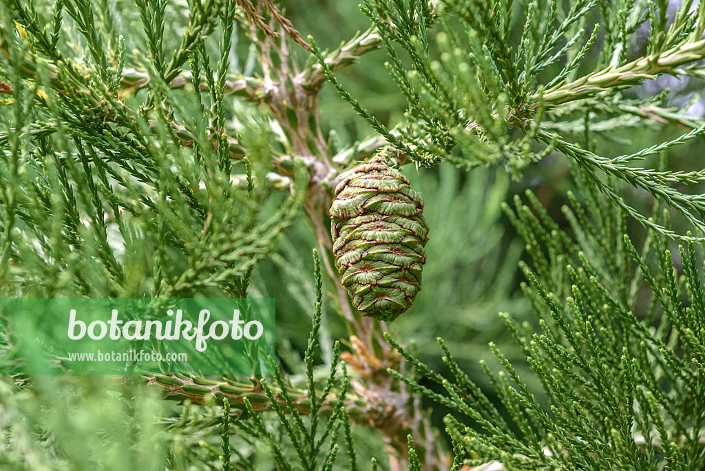 575331 - Giant sequoia (Sequoiadendron giganteum)