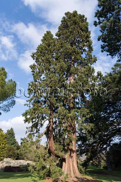 651525 - Giant sequoia (Sequoiadendron giganteum)