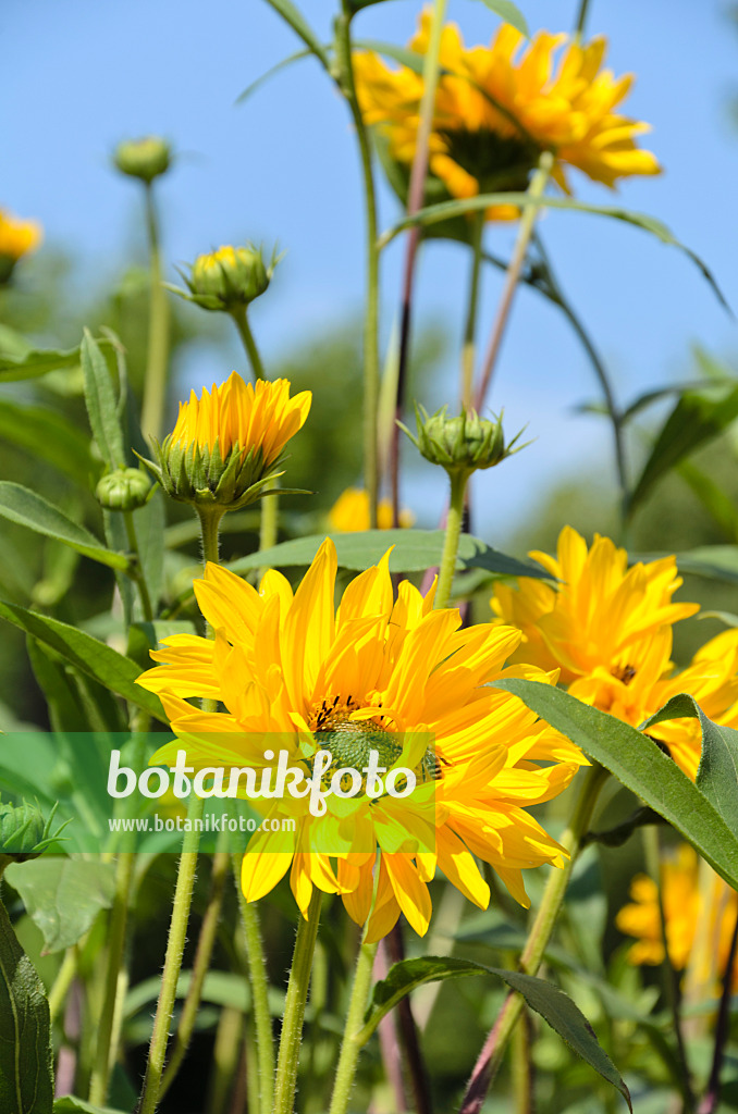 499093 - Giant sunflower (Helianthus giganteus)