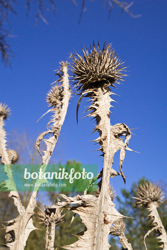 609062 - Giant thistle (Onopordum acanthium)