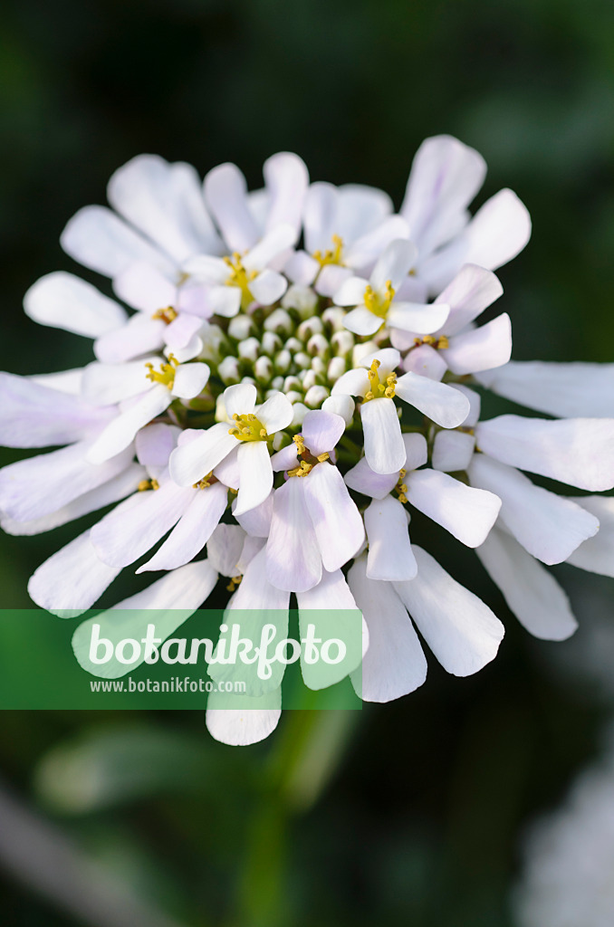 506009 - Gibraltar candytuft (Iberis gibraltarica)