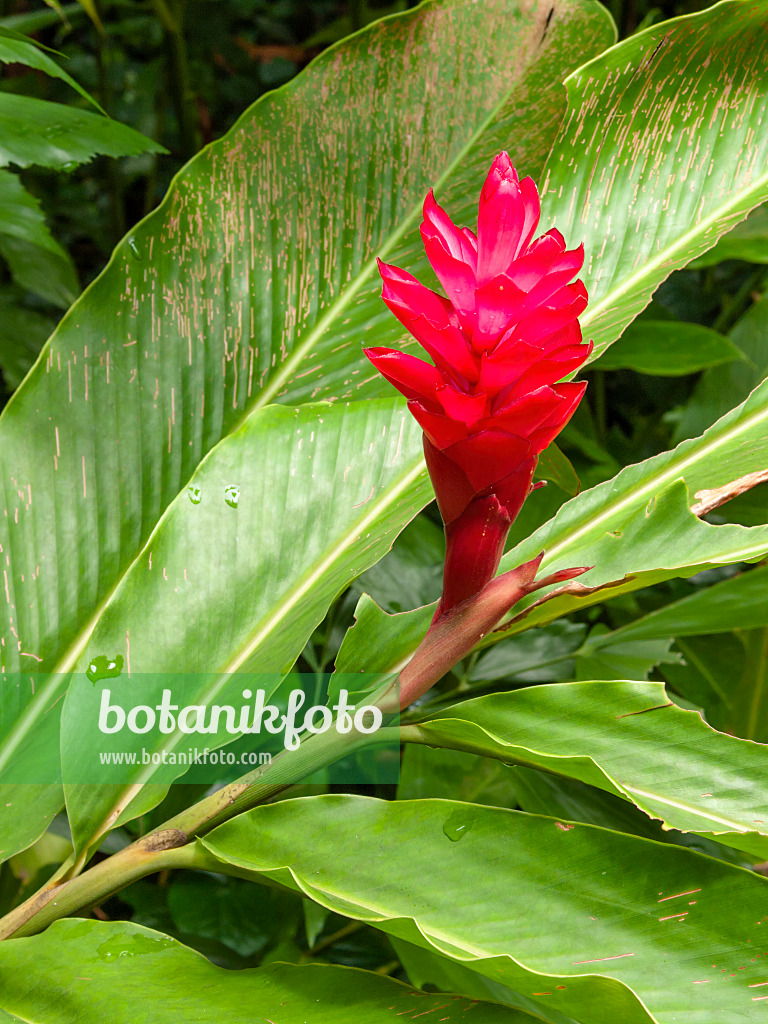 411151 - Gingembre rouge (Alpinia purpurata)