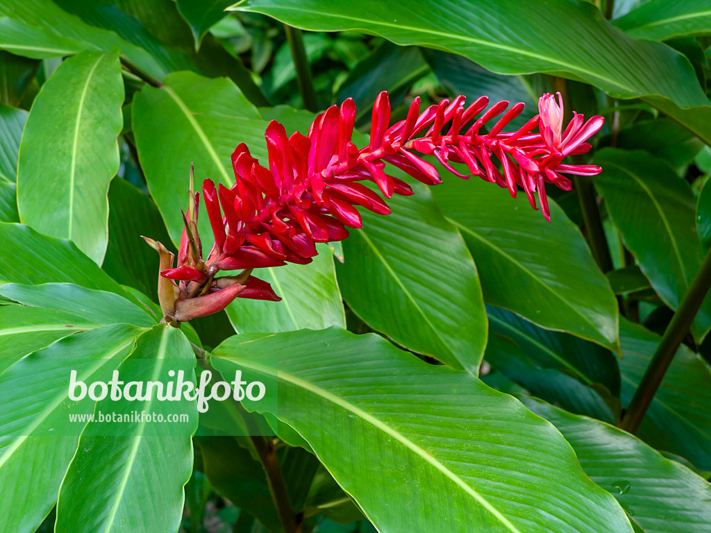 434099 - Gingembre rouge (Alpinia purpurata)