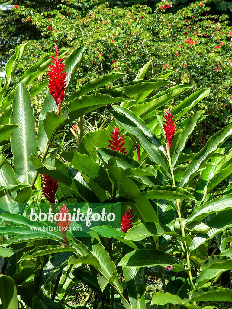 434420 - Gingembre rouge (Alpinia purpurata)