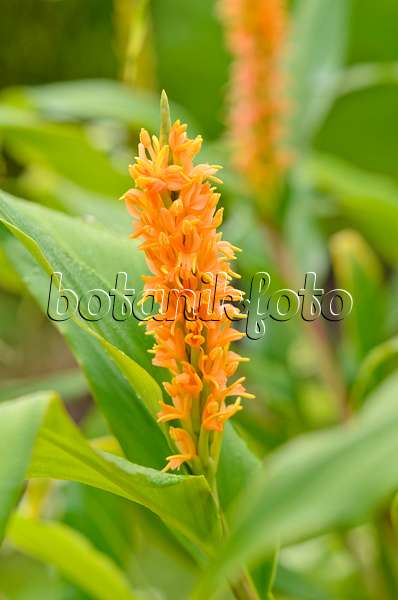525107 - Gingembre sauvage (Hedychium densiflorum 'Assam Orange')