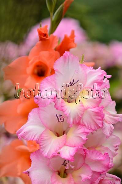 534501 - Gladiolus (Gladiolus)