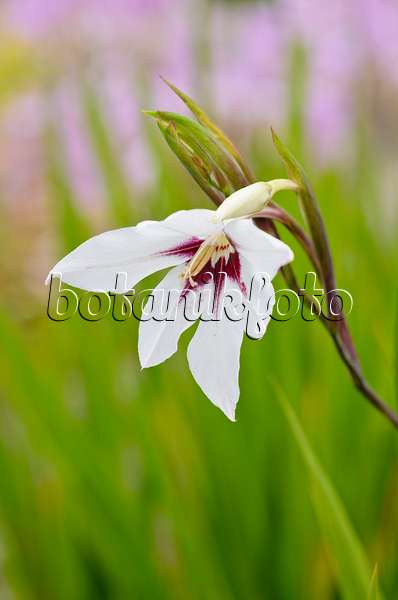 525167 - Glaïeul d'Abyssinie (Gladiolus callianthus var. murielae)