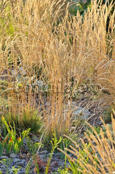 475183 - Glaucous hair grass (Koeleria glauca)