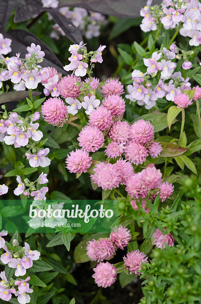 524073 - Globe amaranth (Gomphrena globosa 'Las Vegas Pink') and Nemesia