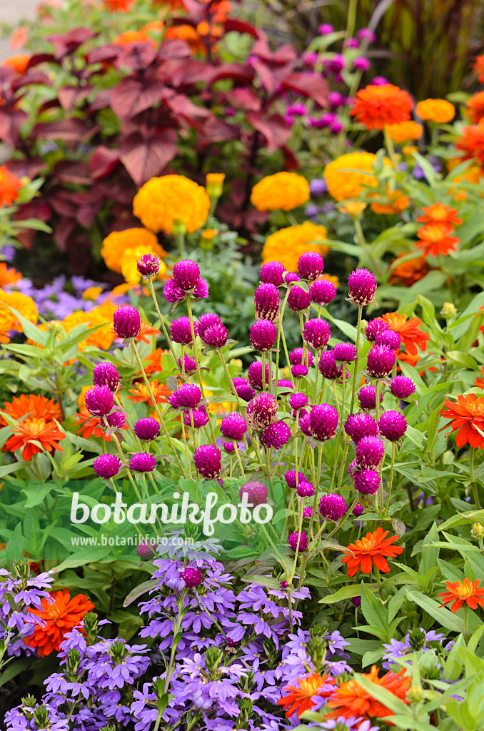 547037 - Globe amaranth (Gomphrena globosa 'Purple'), zinnia (Zinnia marylandica 'Double Zahara Fire') and fan-flower (Scaevola)