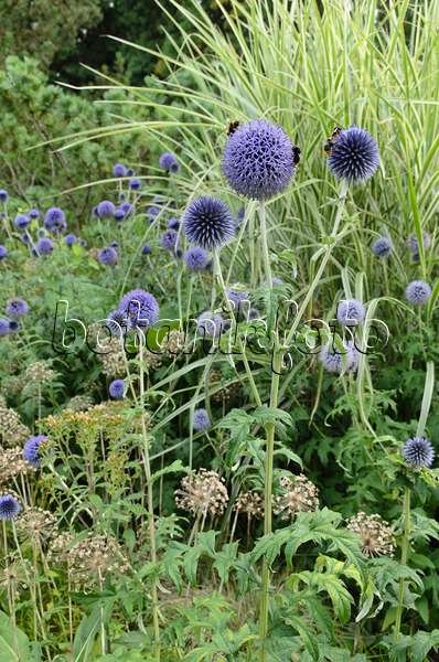 498233 - Globe thistle (Echinops), ornamental onion (Allium) and Chinese silver grass (Miscanthus)