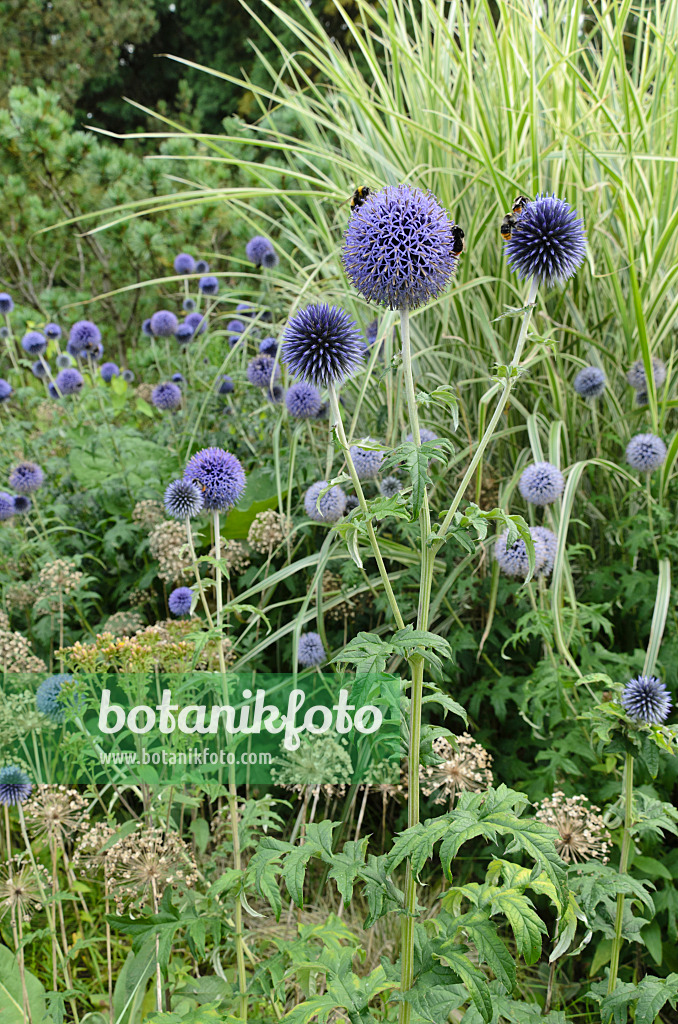 498233 - Globe thistle (Echinops), ornamental onion (Allium) and Chinese silver grass (Miscanthus)