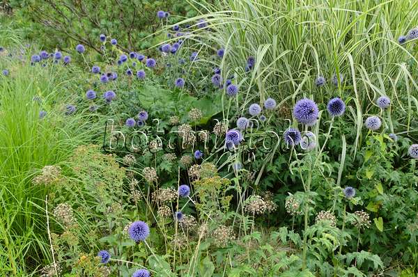 498234 - Globe thistle (Echinops), ornamental onion (Allium) and Chinese silver grass (Miscanthus)