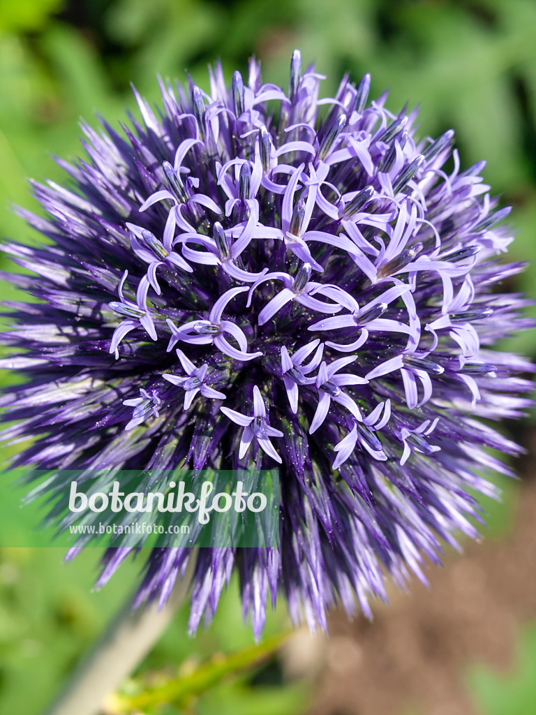 427134 - Globe thistle (Echinops ritro)