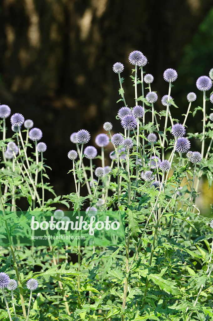 486123 - Globe thistle (Echinops ritro 'Veitch's Blue')