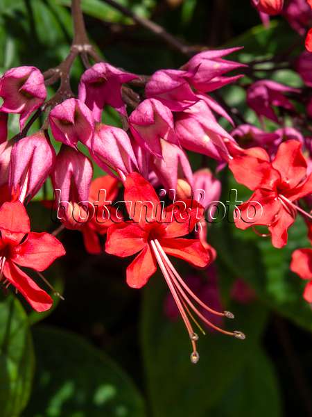 434398 - Glory bower (Clerodendrum syn. Clerodendron)