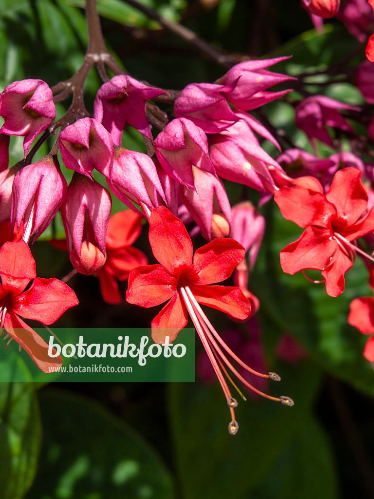 434398 - Glory bower (Clerodendrum syn. Clerodendron)