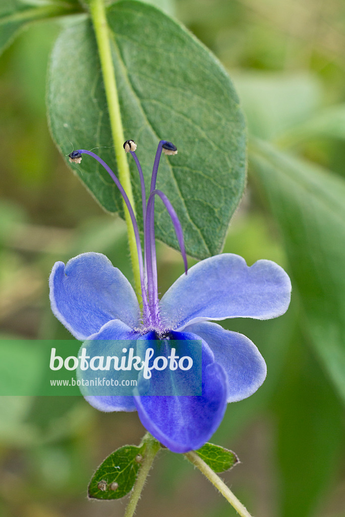 608072 - Glory bower (Clerodendrum ugandense syn. Clerodendron ugandense)