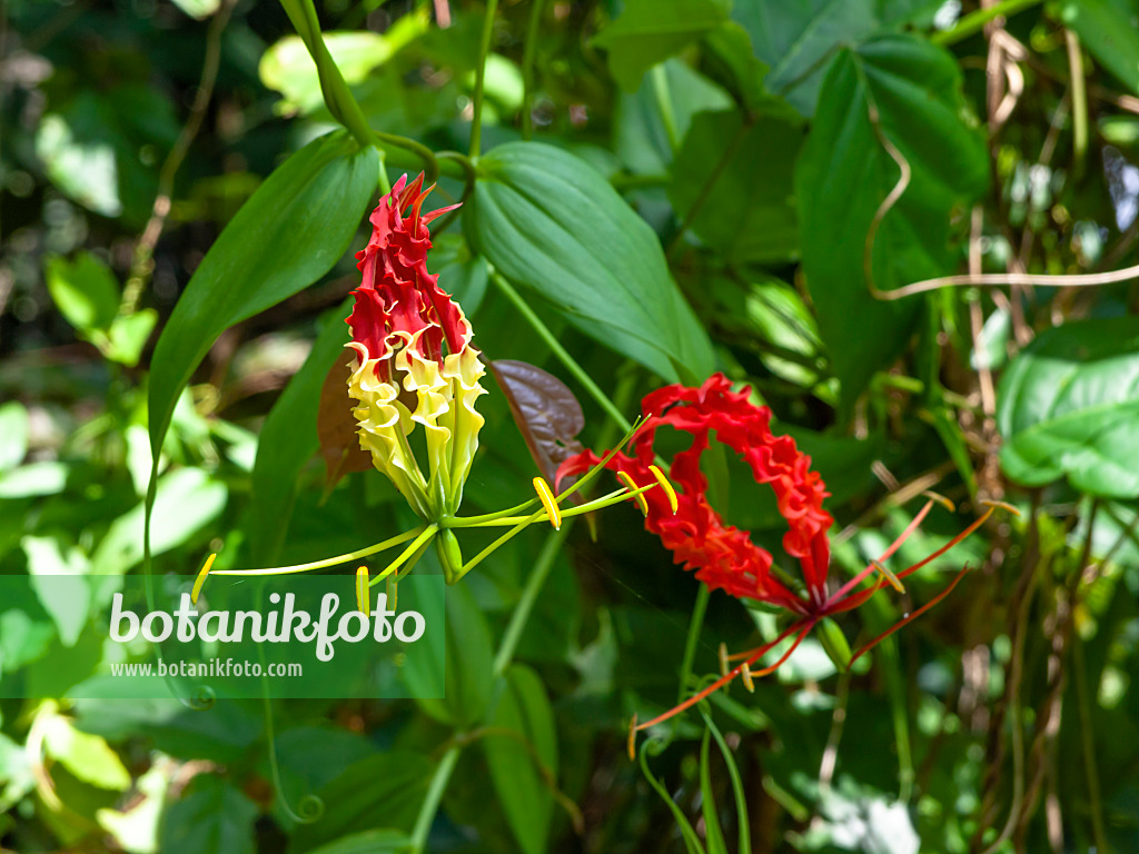 434188 - Glory lily (Gloriosa superba)